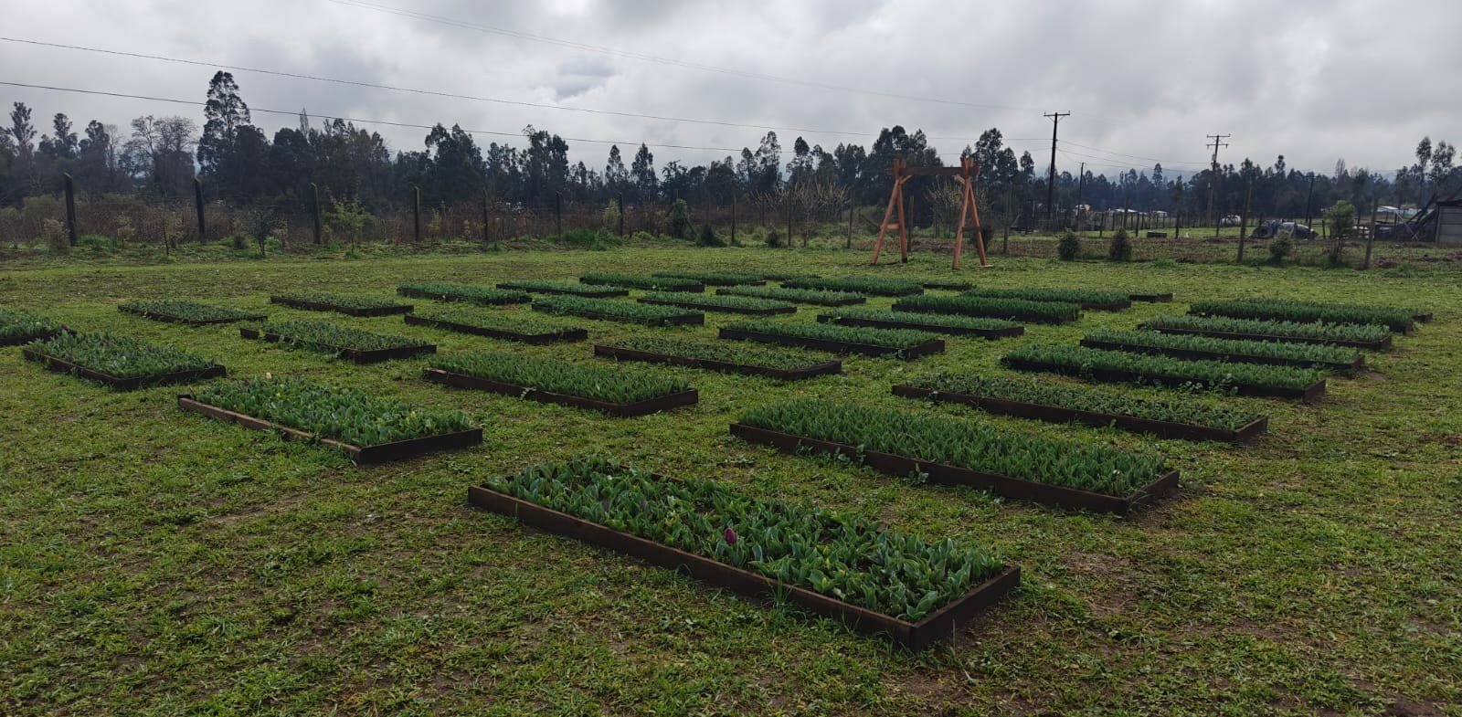 El campo preparado con camas de madera y tulipanes brotando en La Araucanía