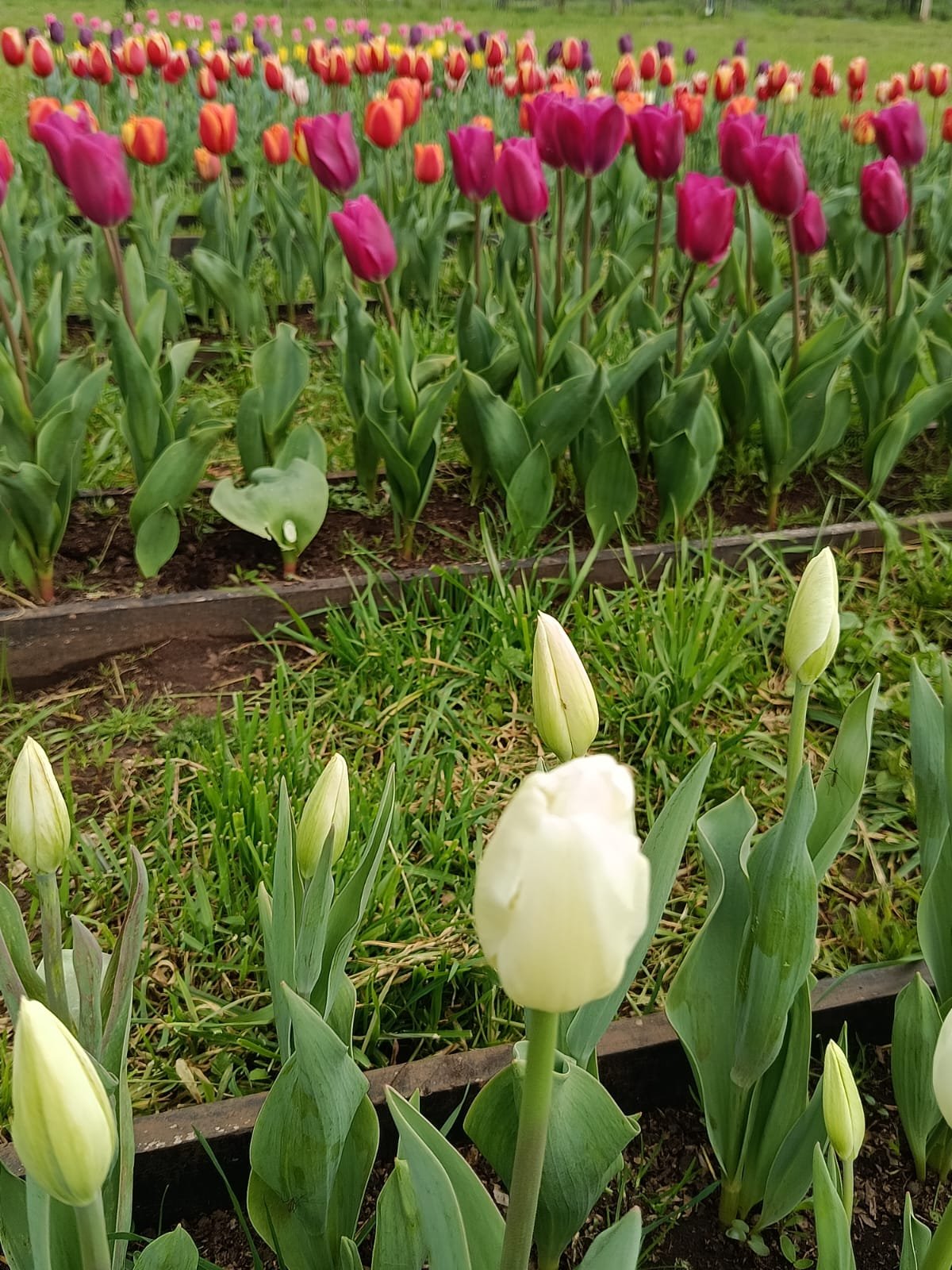 Jardín de tulipanes de colores: morado, naranja, blanco y rojo