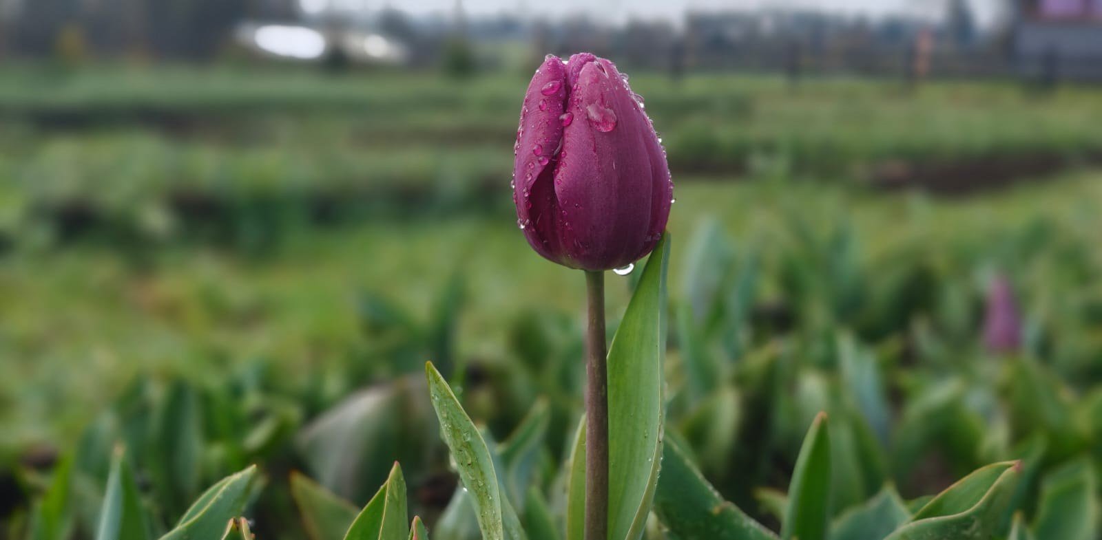 Tulipán morado con gotas de rocío en primer plano